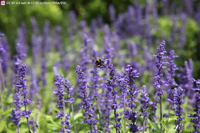 Lila Blumen in einem grünen Feld, mit einer Biene, die auf einer Blüte sitzt. Der Hintergrund ist verschwommen und zeigt weitere lila Blumen.