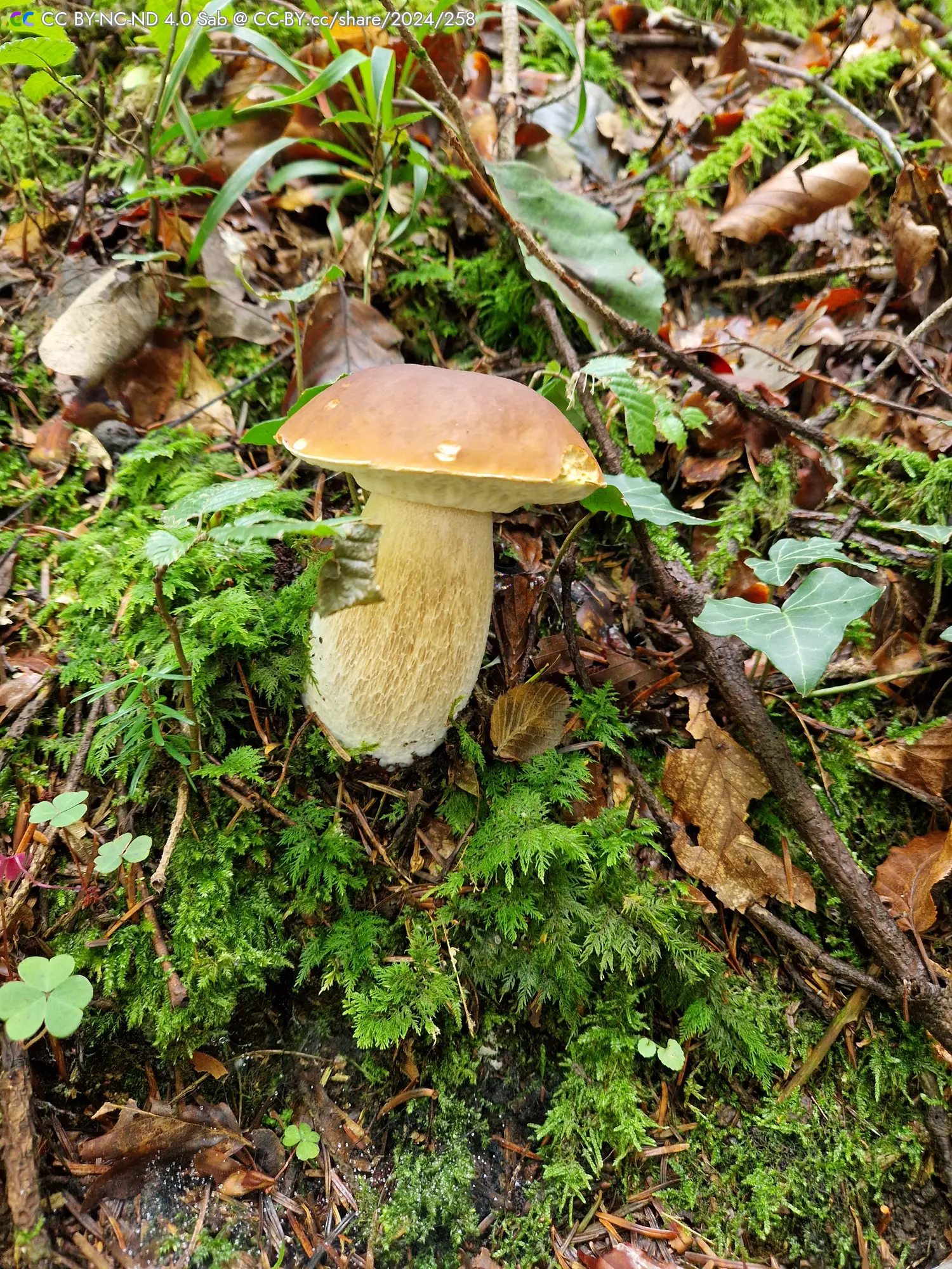 Ein brauner Pilz (Steinpilz) mit einem dicken, weißen Stiel und brauner Kappe steht auf moosbedecktem Boden, umgeben von Blättern und kleinen Pflanzen.